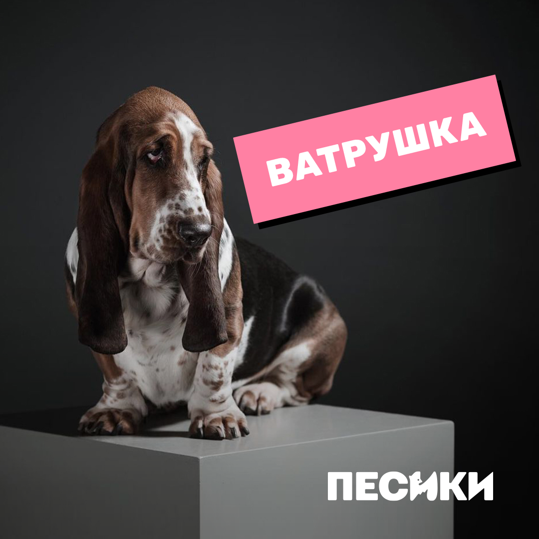 Дебют Лесі Нікітюк і особлива місія. Цікаві факти про фільм &quot;Песики&quot; і коли він вийде