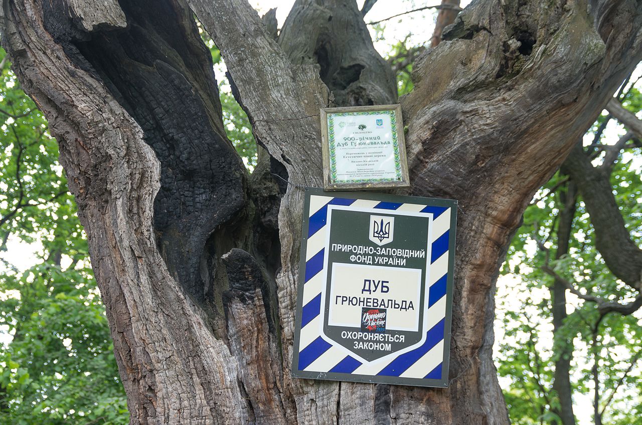 Дивіться, як виглядає знаменитий 900-річний дуб Києва, і де він знаходиться
