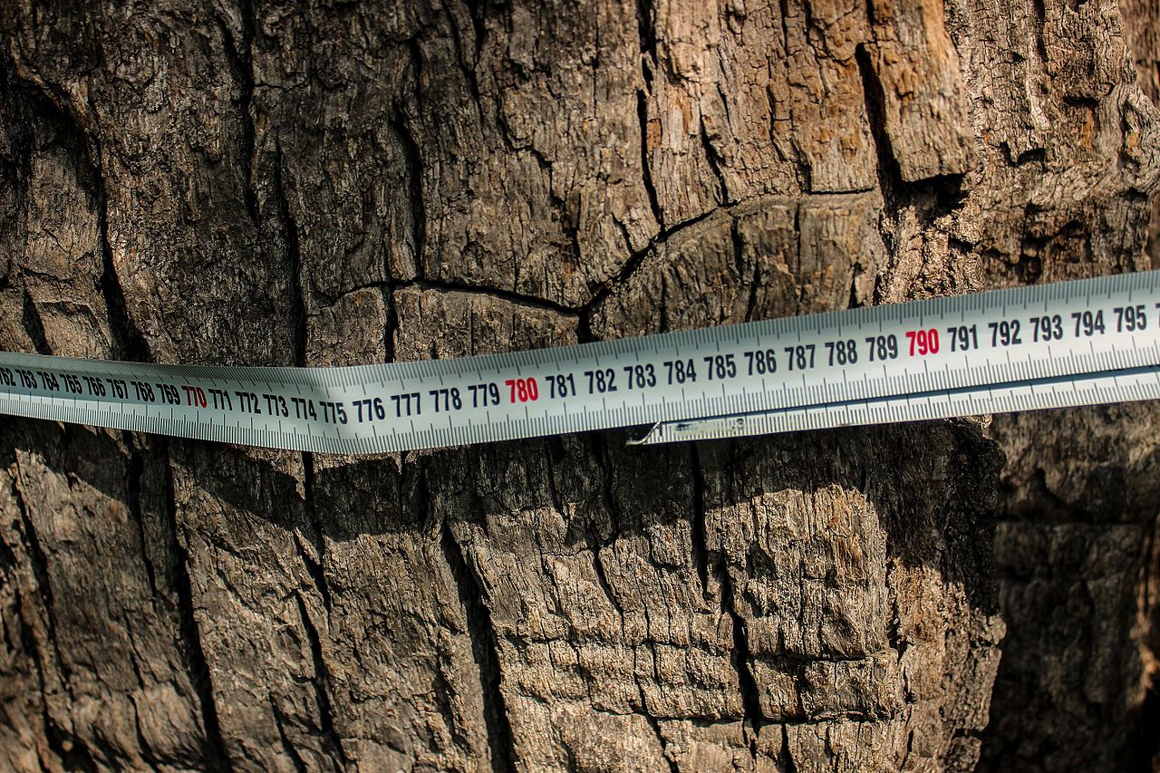 Дивіться, як виглядає знаменитий 900-річний дуб Києва, і де він знаходиться