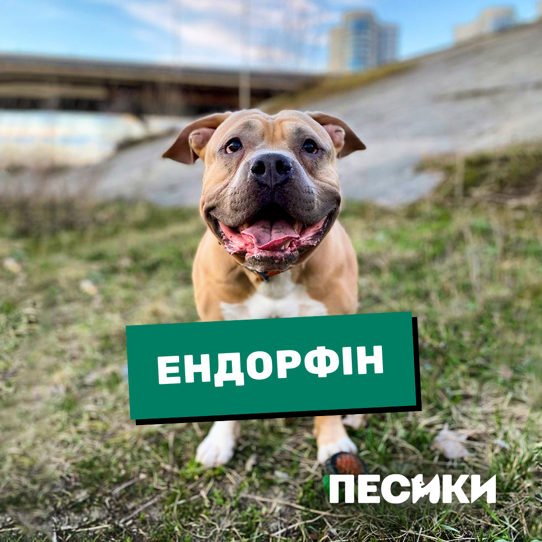 Дебют Лесі Нікітюк і особлива місія. Цікаві факти про фільм &quot;Песики&quot; і коли він вийде