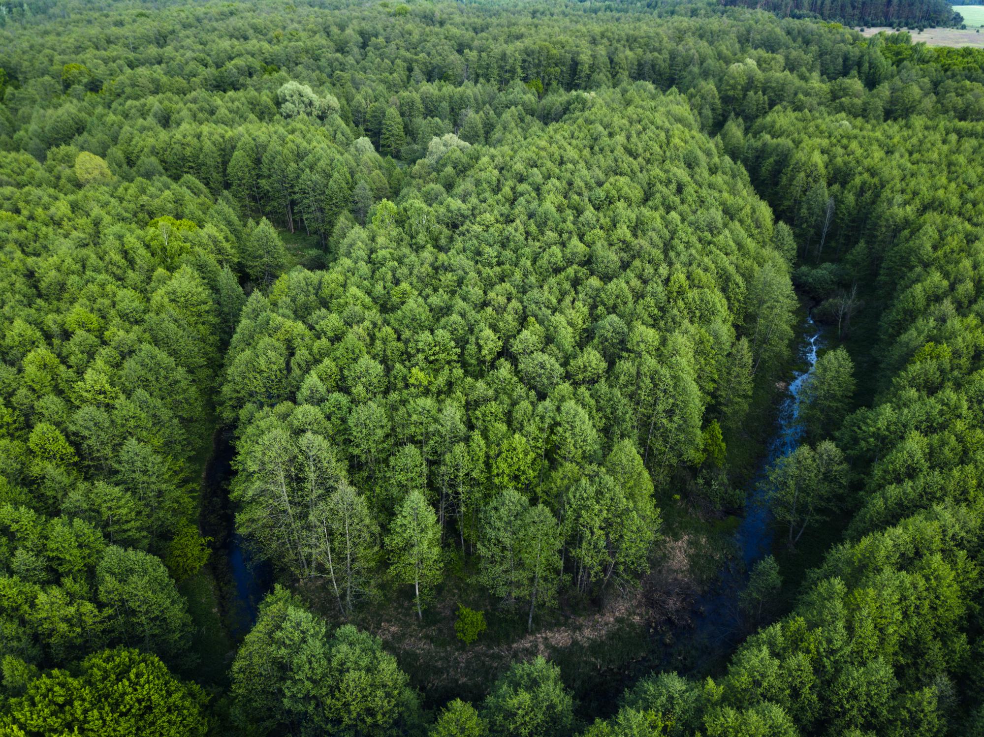 Красота Черниговщины. В Межреченском парке снова проводят экскурсии