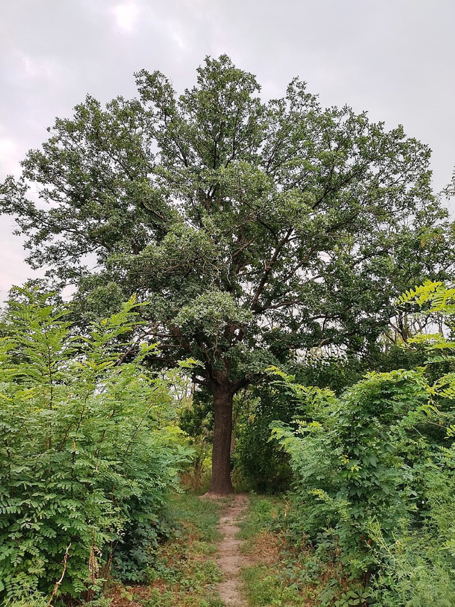 Велика національна святиня: які легенди зберігає острів Хортиця