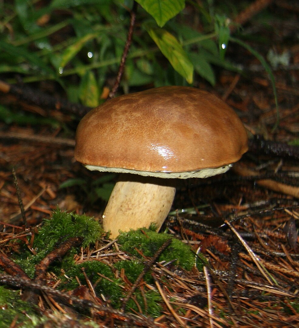 Какие грибы собирать в ноябре: секреты опытных грибников