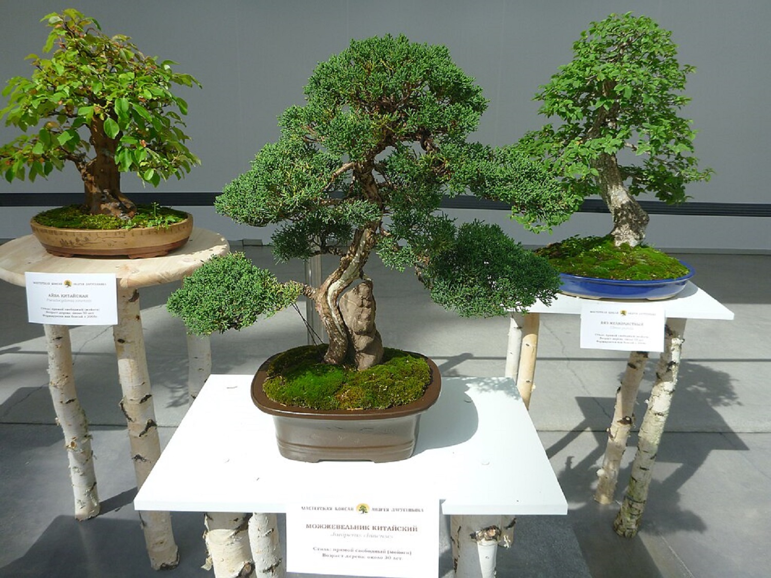 Як легко виростити красивий бонсай вдома