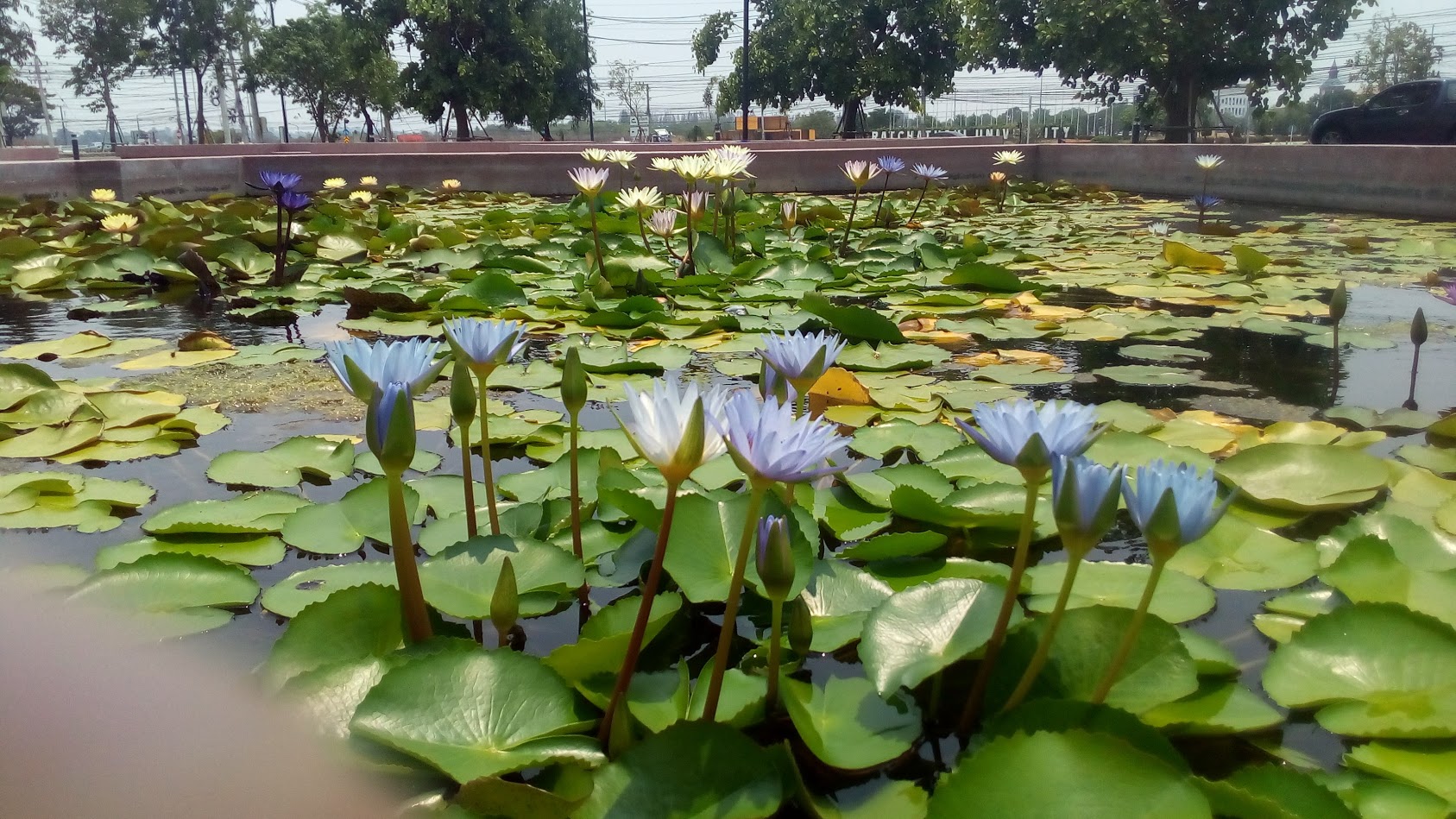 Ці рослини не можна приносити у дім, щоб не притягнути нещастя