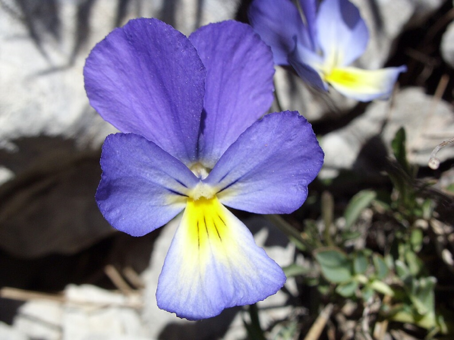 Які квіти можна сміливо висаджувати в січні у саду, якщо зима тепла