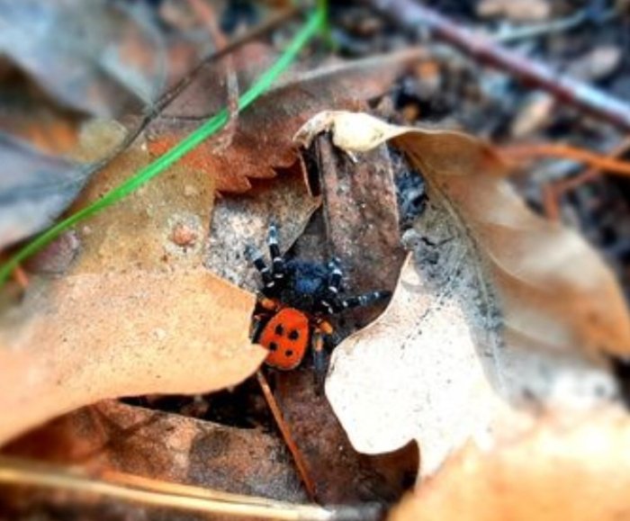 У лісі Києва знайшли отруйного павука: його укус викликає оніміння від 3 днів
