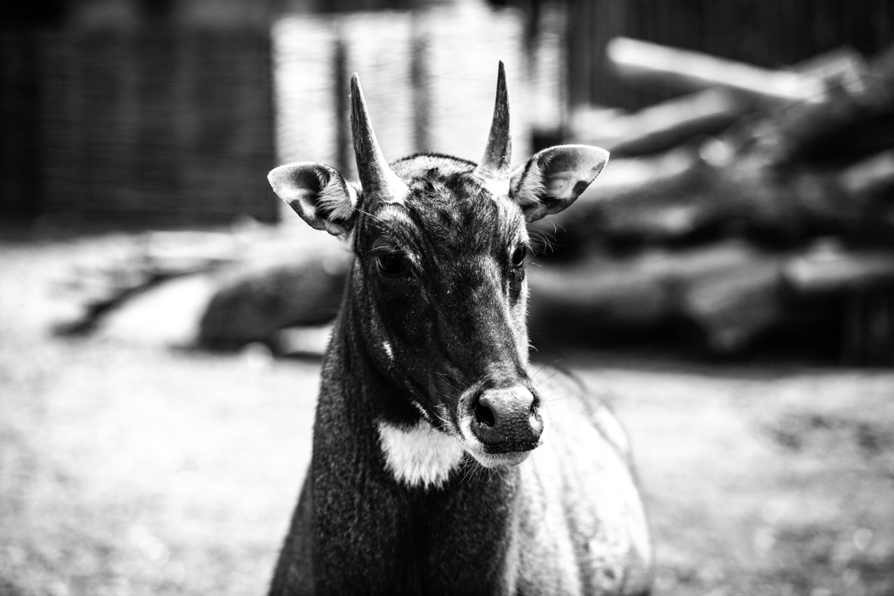 Київський зоопарк прийняв біженців з інших звіринців України: неймовірно милі фото