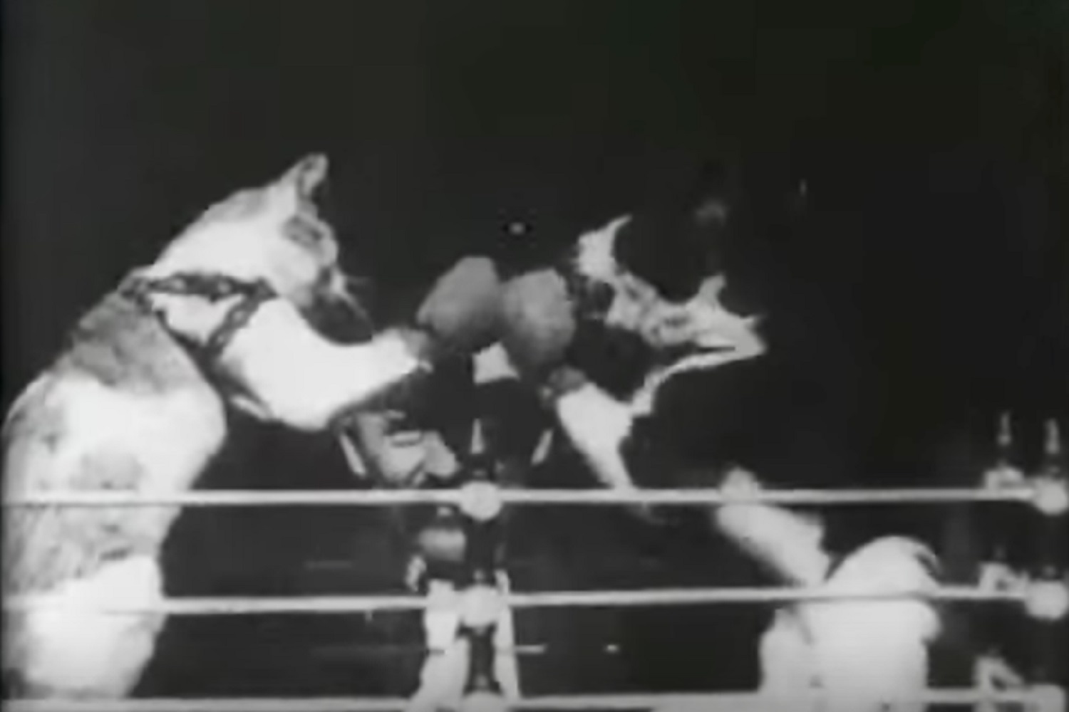 Дохлая мышь во рту и кот-телефон: 15 безумных фактов об истории и природе