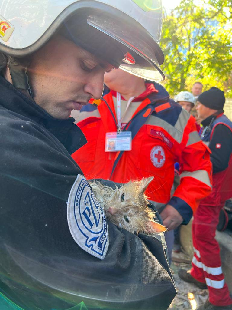 История кота Фили, которого спасли из-под завалов в Киеве (видео)