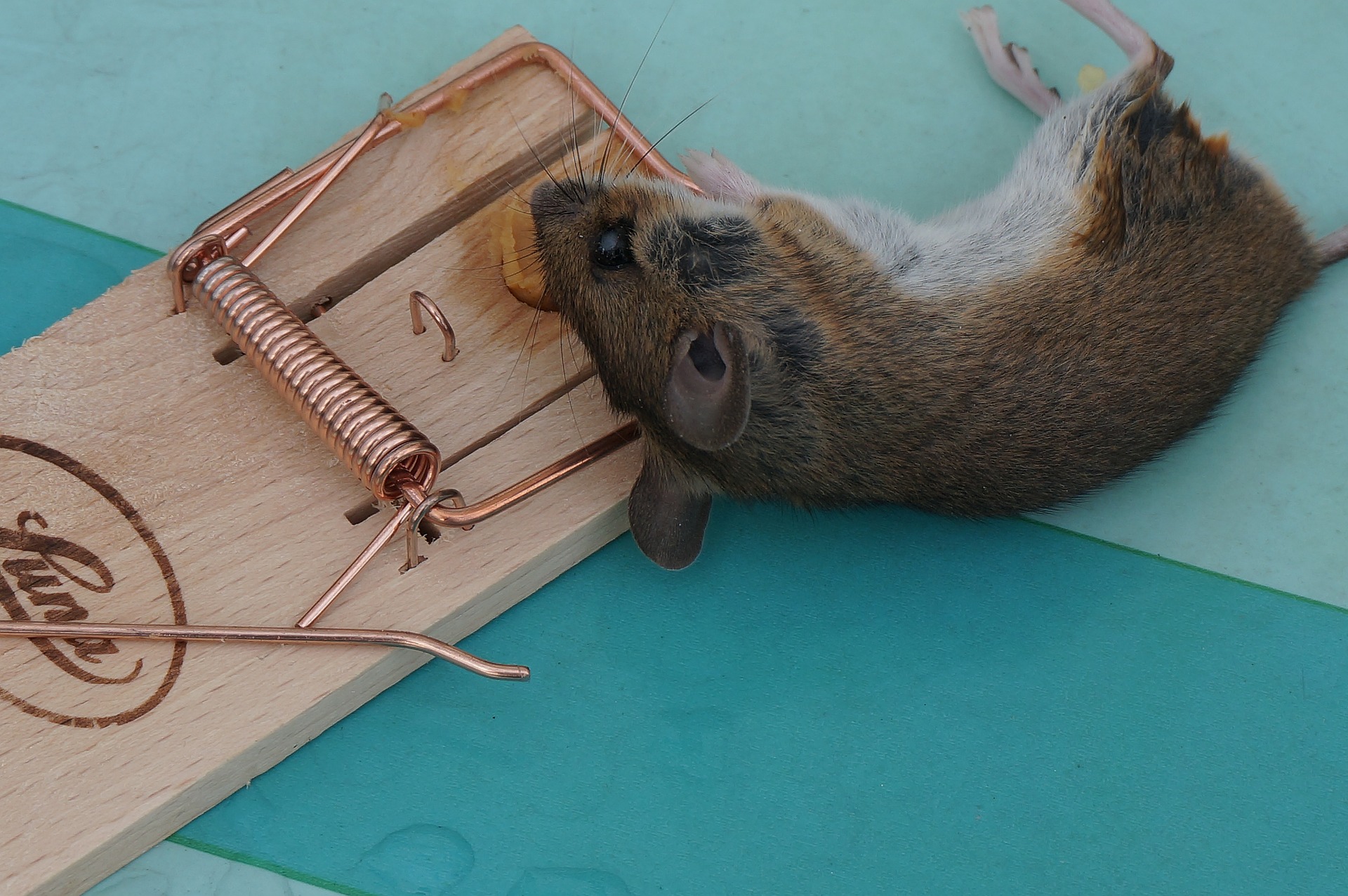 Как избавиться от грызунов осенью и спасти собранный урожай