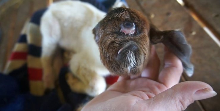 С одним глазом и без носа: на ферме родился козленок-мутант (уникальные фото)