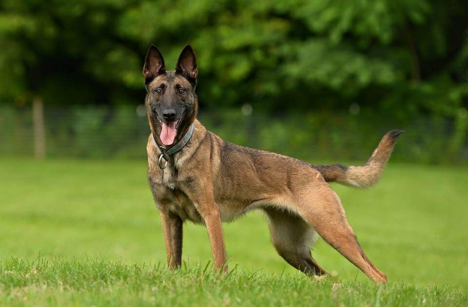 Ученые обнаружили самую умную породу собак. Может, это ваш любимец?