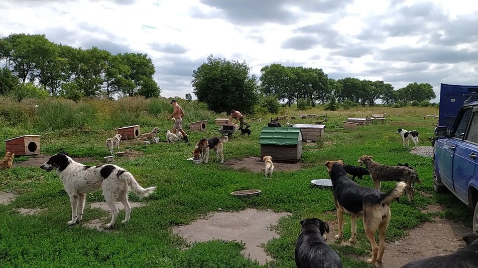В Хмельницком на свадьбе молодоженам подарили гору собачьего корма (фото)