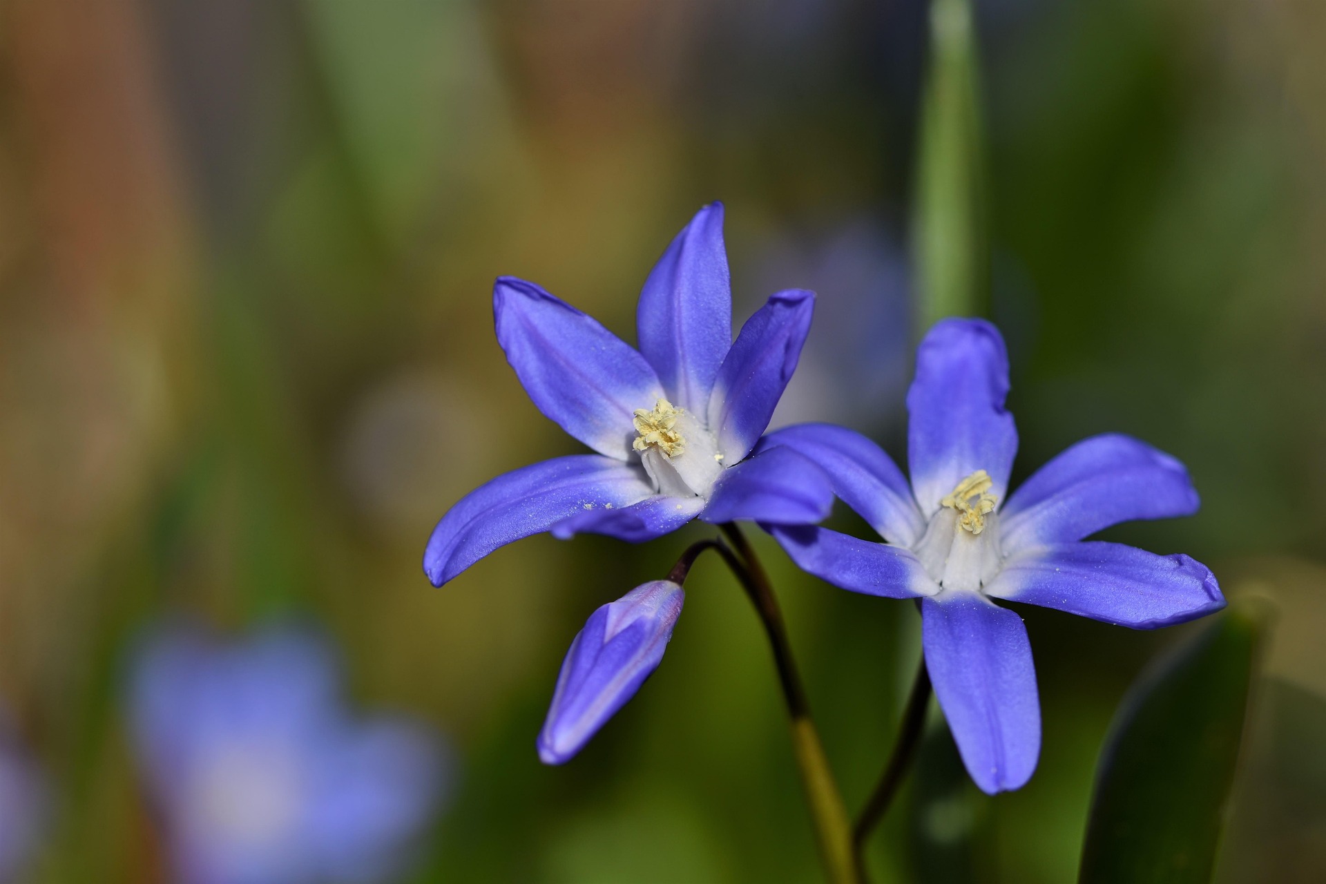 Почему &quot;підсніжник&quot; - это не &quot;пролісок&quot;: что стоит знать об этих весенних цветах