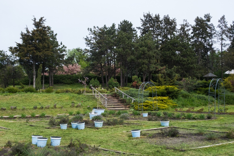 Сирень стареет, а кедр станет новым символом Киева, - Микола Шумик, Ботсад им. Гришко