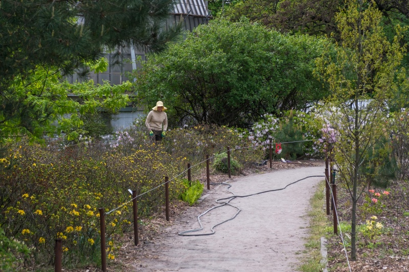 Сирень стареет, а кедр станет новым символом Киева, - Микола Шумик, Ботсад им. Гришко