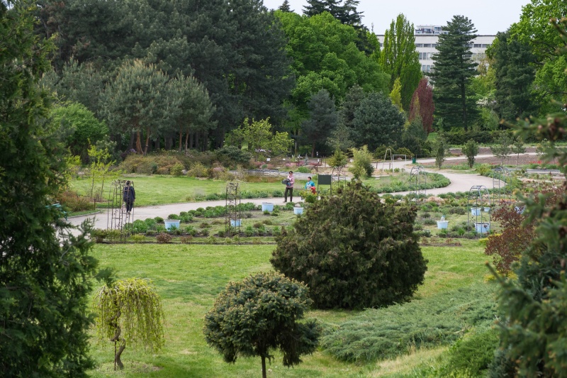 Сирень стареет, а кедр станет новым символом Киева, - Микола Шумик, Ботсад им. Гришко