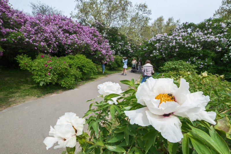Сирень стареет, а кедр станет новым символом Киева, - Микола Шумик, Ботсад им. Гришко