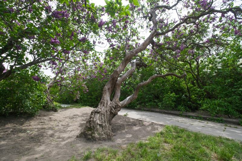 Сирень стареет, а кедр станет новым символом Киева, - Микола Шумик, Ботсад им. Гришко