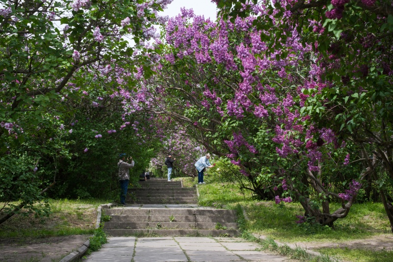 Сирень стареет, а кедр станет новым символом Киева, - Микола Шумик, Ботсад им. Гришко