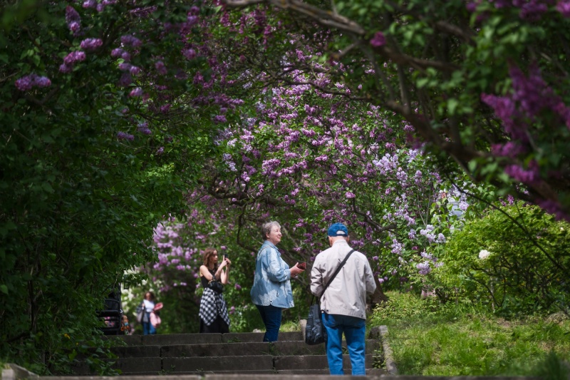 Сирень стареет, а кедр станет новым символом Киева, - Микола Шумик, Ботсад им. Гришко