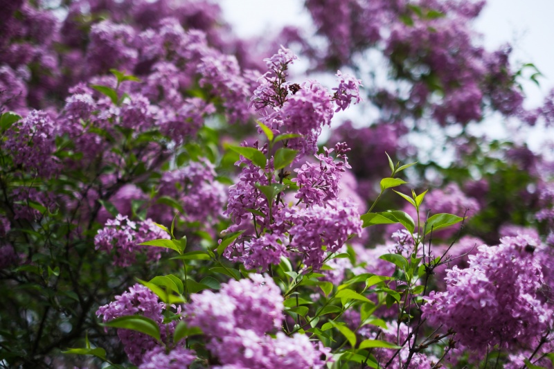 Сирень стареет, а кедр станет новым символом Киева, - Микола Шумик, Ботсад им. Гришко