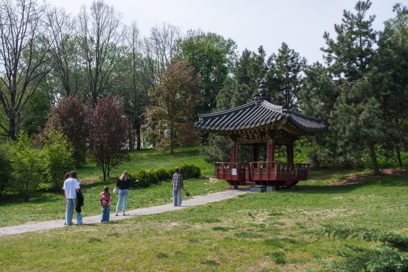 Сирень стареет, а кедр станет новым символом Киева, - Микола Шумик, Ботсад им. Гришко