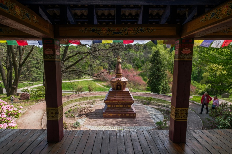 Сирень стареет, а кедр станет новым символом Киева, - Микола Шумик, Ботсад им. Гришко