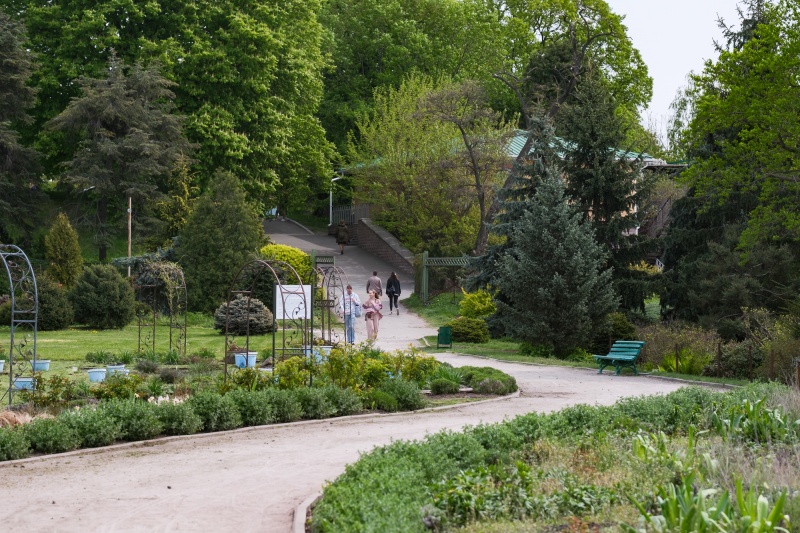 Сирень стареет, а кедр станет новым символом Киева, - Микола Шумик, Ботсад им. Гришко