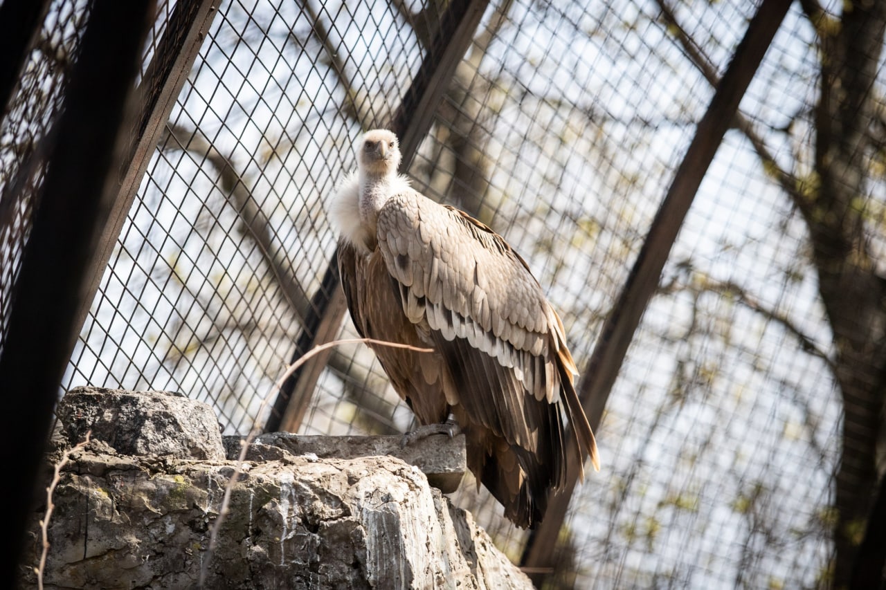Київський зоопарк прийняв біженців з інших звіринців України: неймовірно милі фото