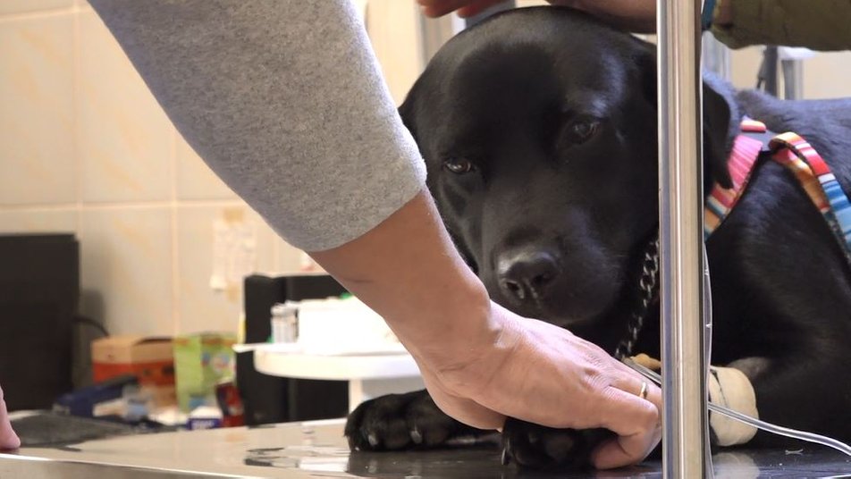 В Черкассах прооперировали раненую собаку Еву, которую боец ВСУ 12 часов вез из Лимана