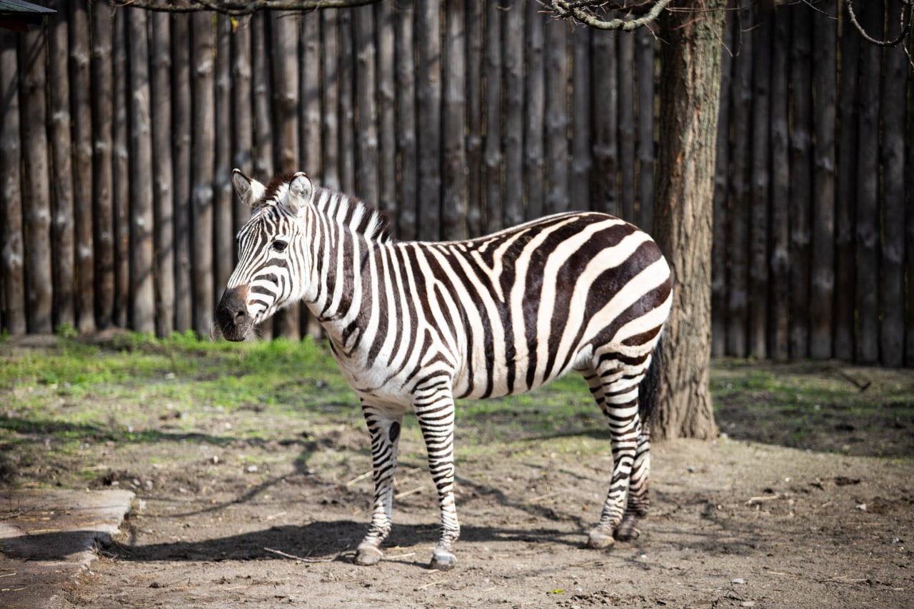 Київський зоопарк прийняв біженців з інших звіринців України: неймовірно милі фото