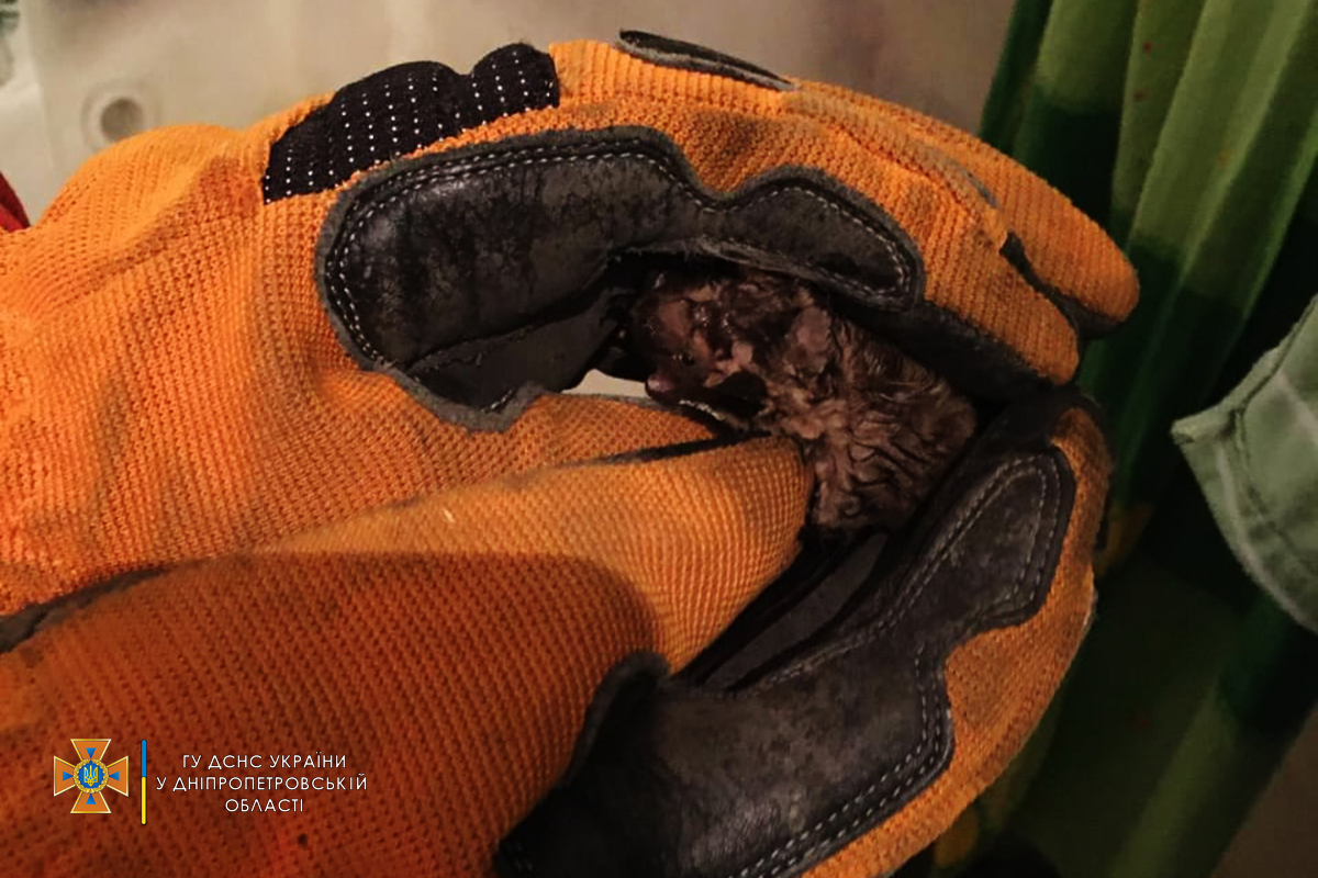 В Днепре в ванной среди ночи обнаружили летучую мышь: как животное туда попало (фото)