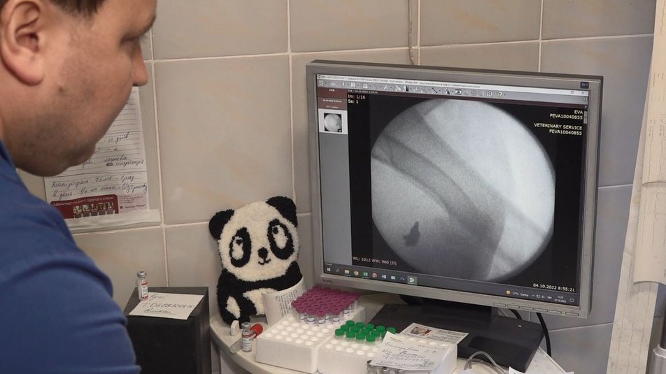 В Черкассах прооперировали раненую собаку Еву, которую боец ВСУ 12 часов вез из Лимана