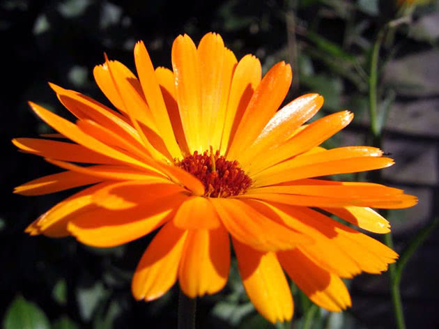 Які квіти краще посіяти на початку зими по снігу: &quot;топ&quot; рослин