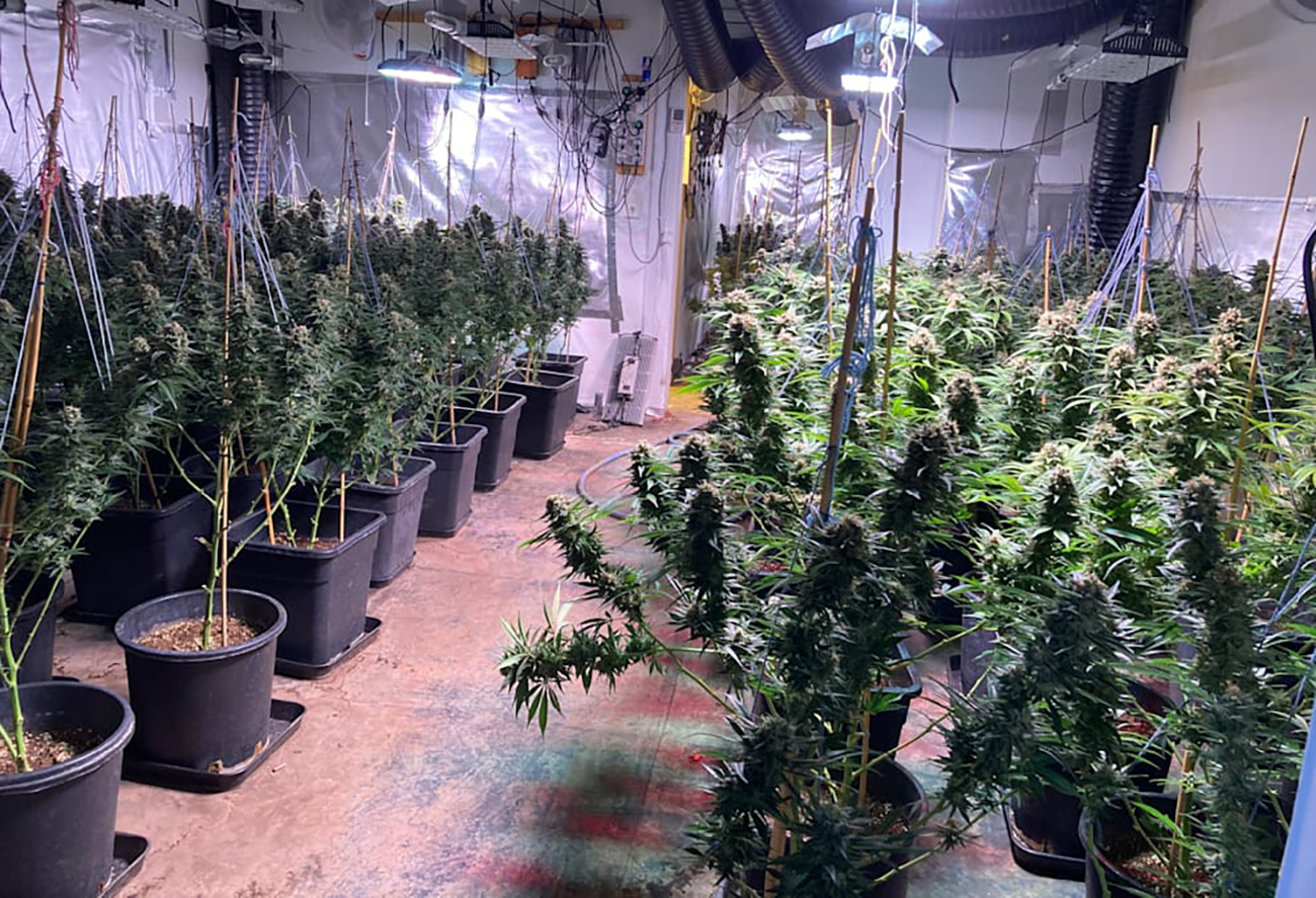 Наследство с &quot;ароматом&quot; гашиша: женщине завещали дом с огромной плантацией