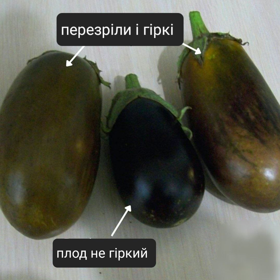 Як відрізнити смачний баклажан від перезрілого й гіркого: фотоінструкція