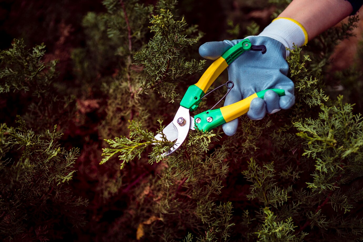 Какие деревья категорически нельзя обрезать весной: об этом не знают даже опытные садоводы