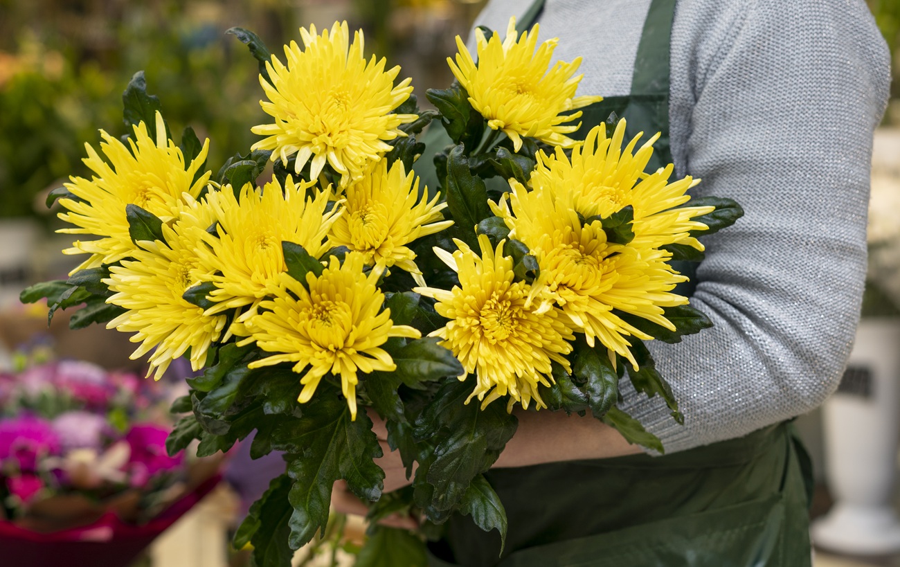 В Киеве откроется масштабная выставка хризантем: какая тема в этом году