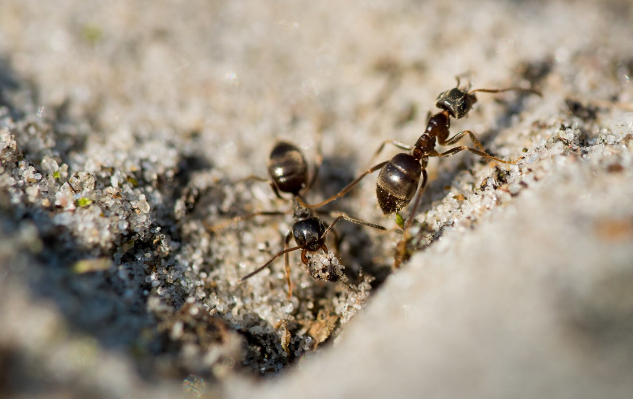 Топ-5 удивительных фактов, почему животные превосходят человека