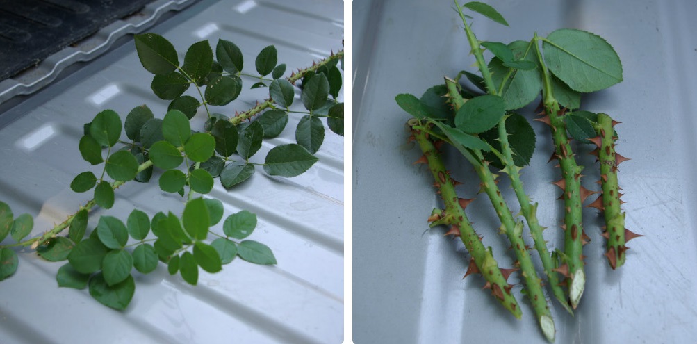 Как укоренить цветы из подаренного букета: лучшие способы со 100% результатом