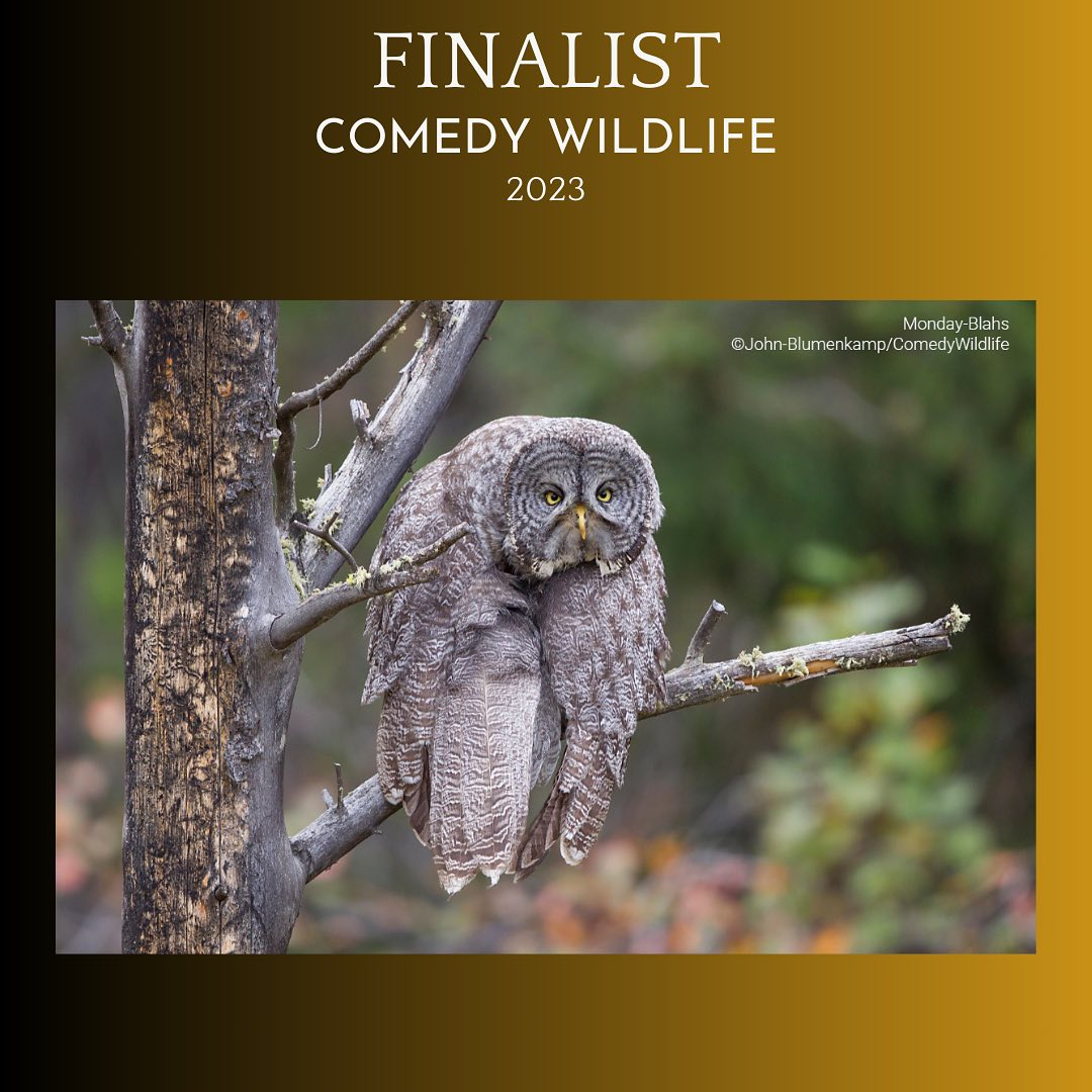 Дивіться найкумедніші знімки дикої природи 2023: неймовірні моменти на фото