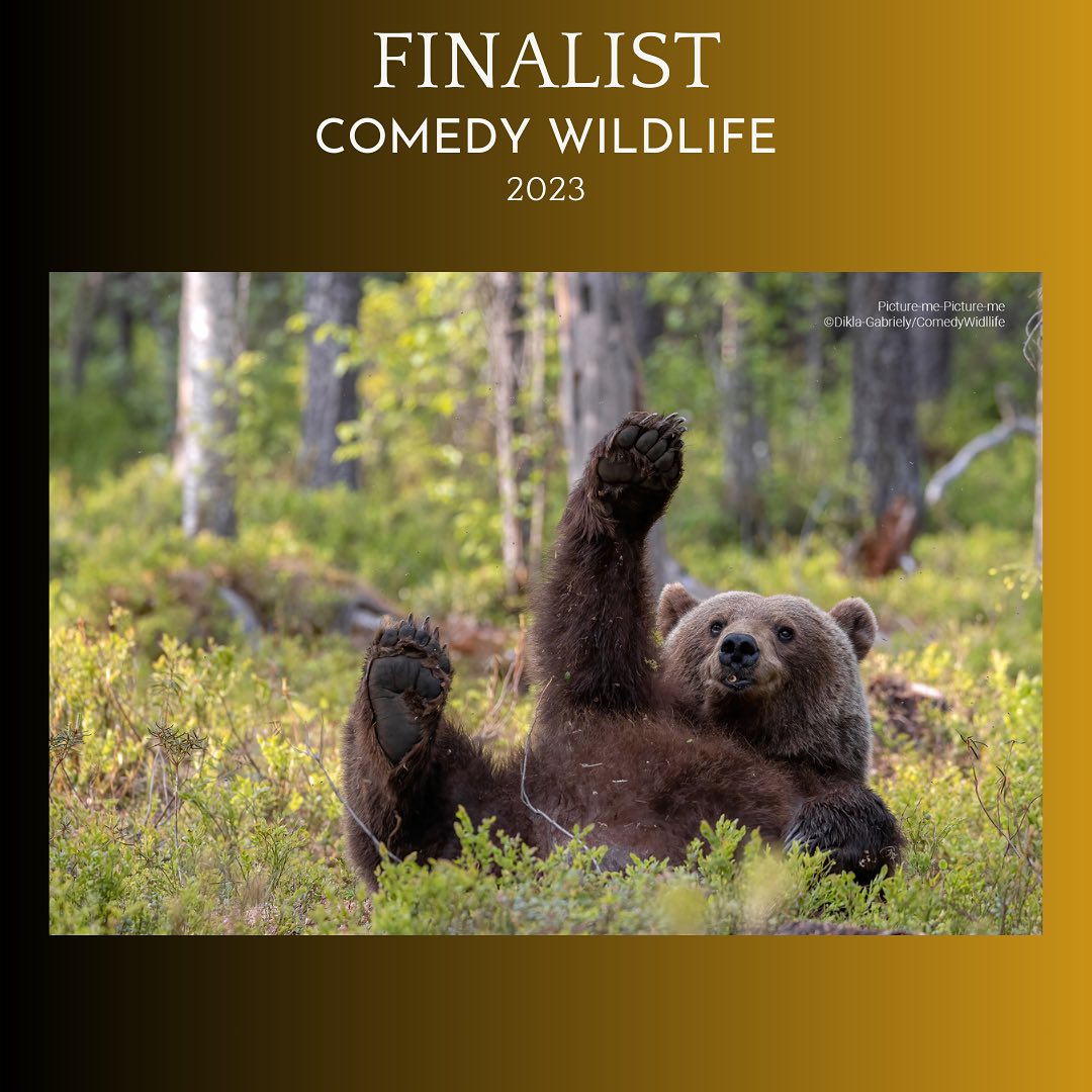 Дивіться найкумедніші знімки дикої природи 2023: неймовірні моменти на фото