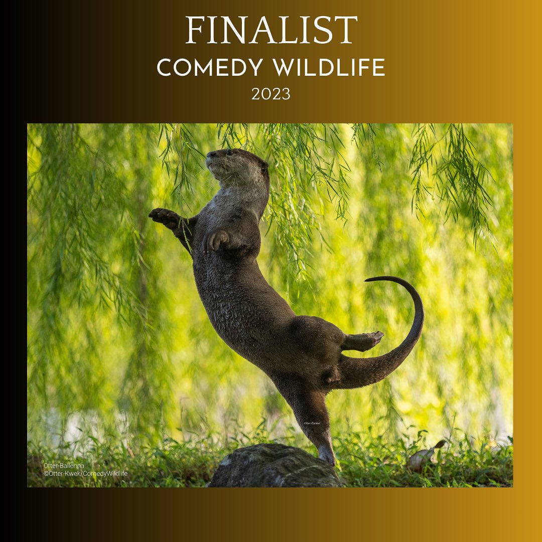 Дивіться найкумедніші знімки дикої природи 2023: неймовірні моменти на фото