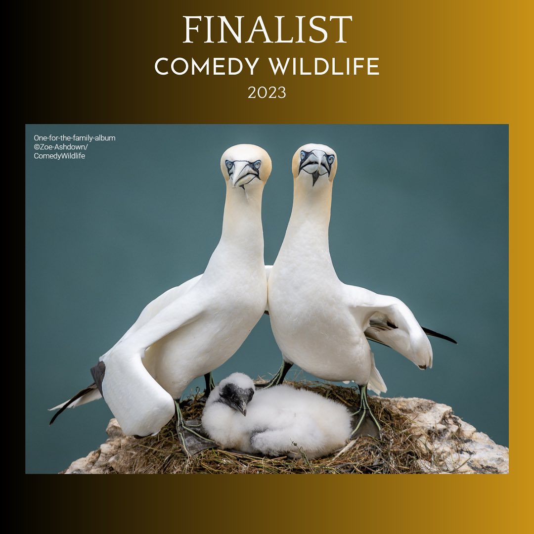 Дивіться найкумедніші знімки дикої природи 2023: неймовірні моменти на фото