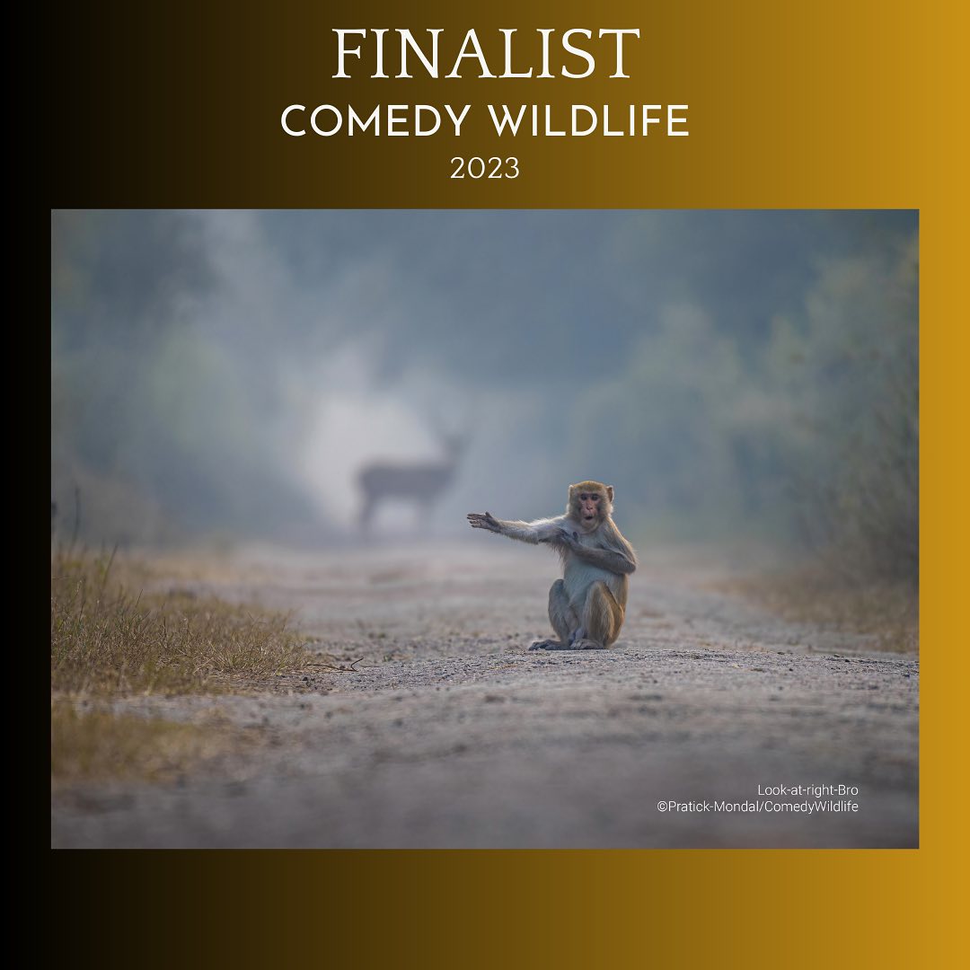 Дивіться найкумедніші знімки дикої природи 2023: неймовірні моменти на фото