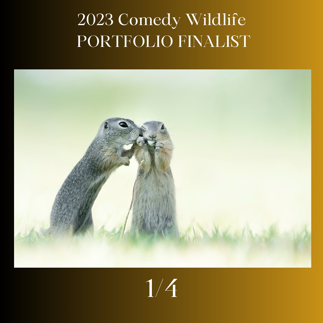 Дивіться найкумедніші знімки дикої природи 2023: неймовірні моменти на фото
