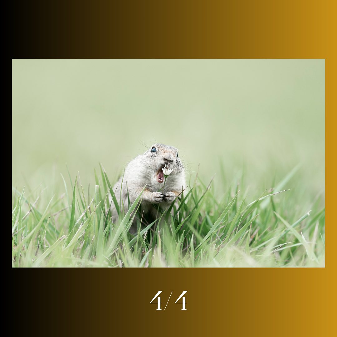 Дивіться найкумедніші знімки дикої природи 2023: неймовірні моменти на фото