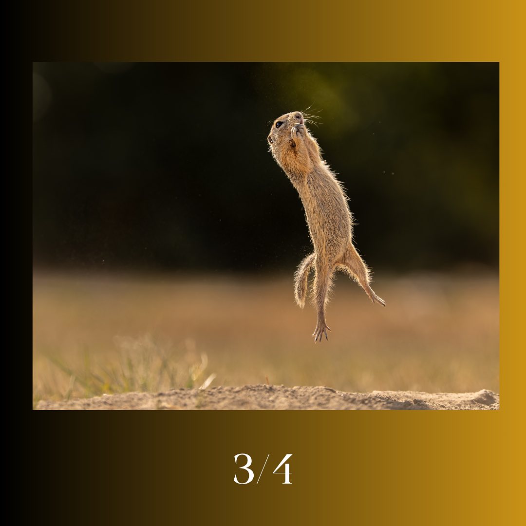 Дивіться найкумедніші знімки дикої природи 2023: неймовірні моменти на фото